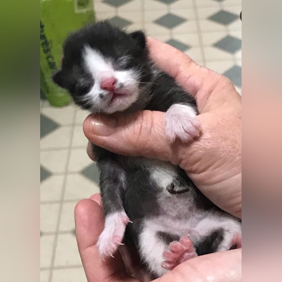 Chemo Treatments for My 3 year old cat, Lrrr - Picture 4 of 12